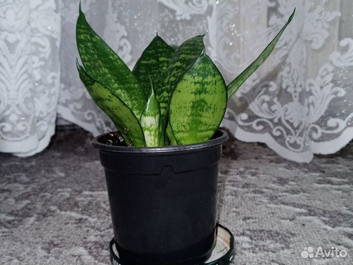 Сансевиерия