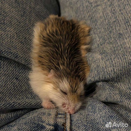 Джунгарские хомяки