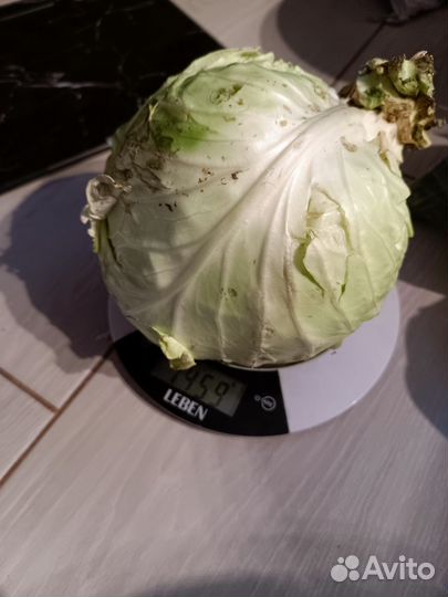 Кабачки, огурцы, помидоры, рыба свежая