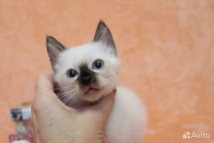 Котята редкой короткохвостой мини породы Той-боб