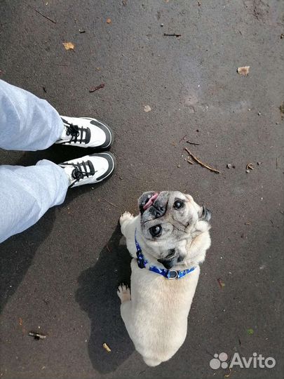Мопс вязка мальчик