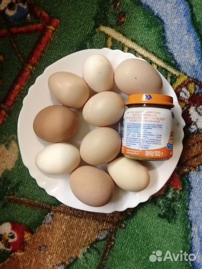 Домашние куриные яйца