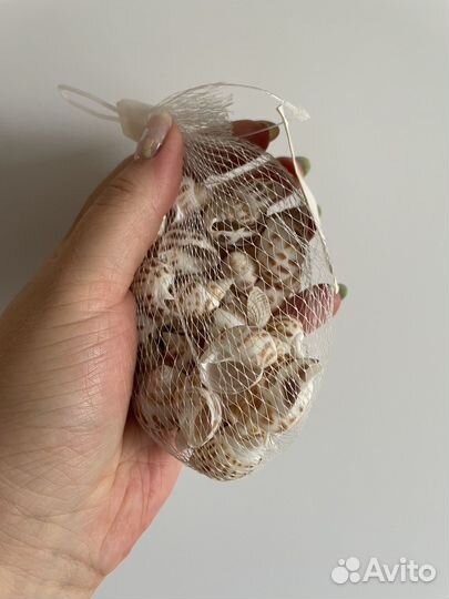 Морские ракушки