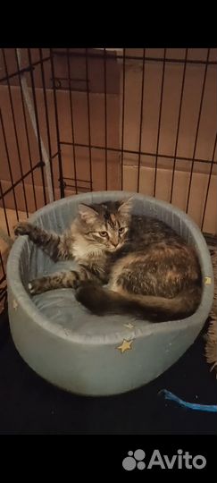 Котенок- кошечка в добрые ручки