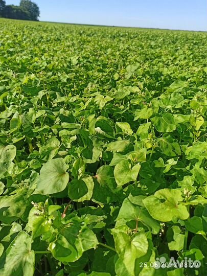 Семена гречихи Даша