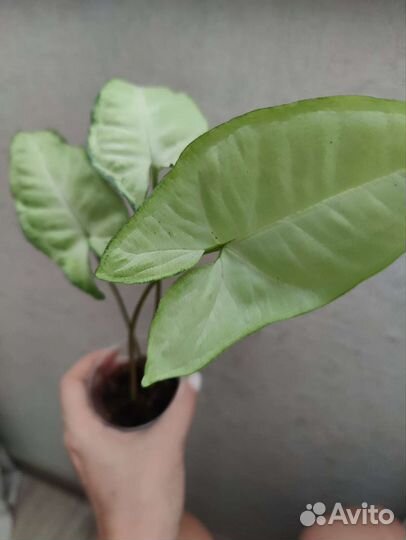 Сингониум Rainbow, Австралия, Клубничный лед