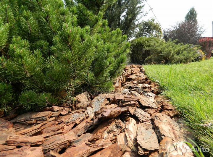 Кора сосны, мульча