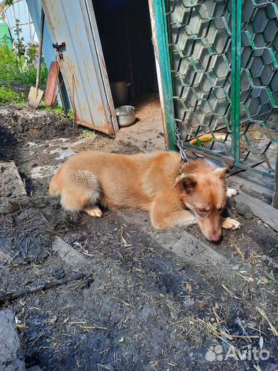 Собачка в добрые руки