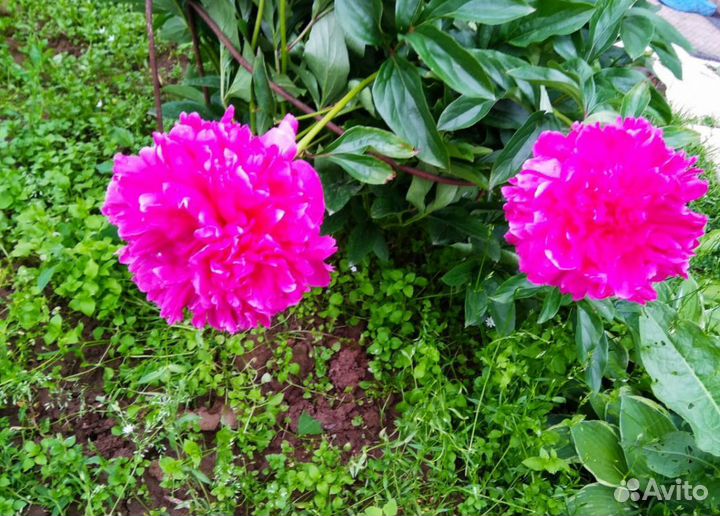 Пионы травянистые красные