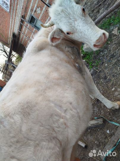 Коровы дойные молочные