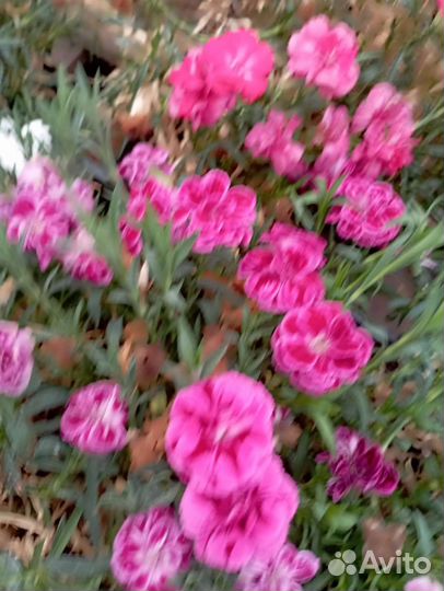 Вегетативные черенки и рассада цветов