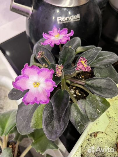 Фиалки-спорты и безымяшки