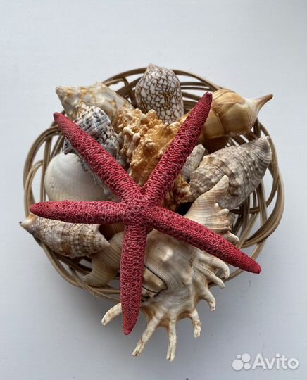 Набор ракушек