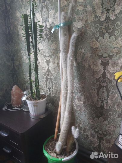 Комнатные цветы кактус