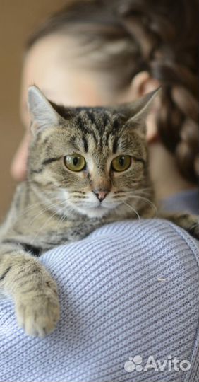 Котята спасены от мороза разные