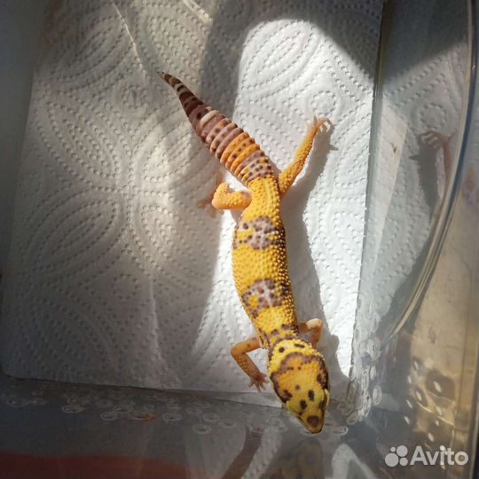 Геккон эублефар