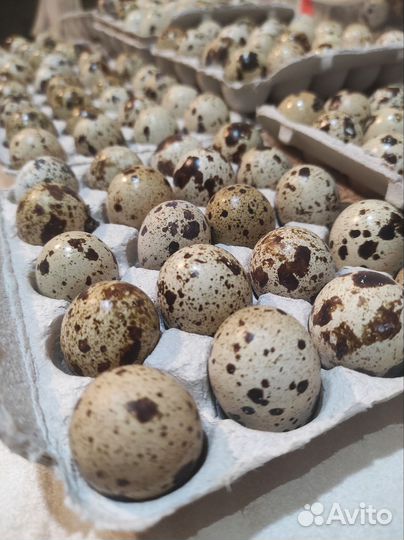 Яйца перепелиные домашние+доставка