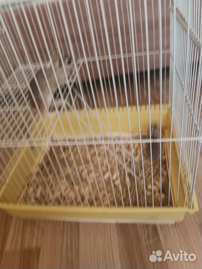 Песчанки с клеткой