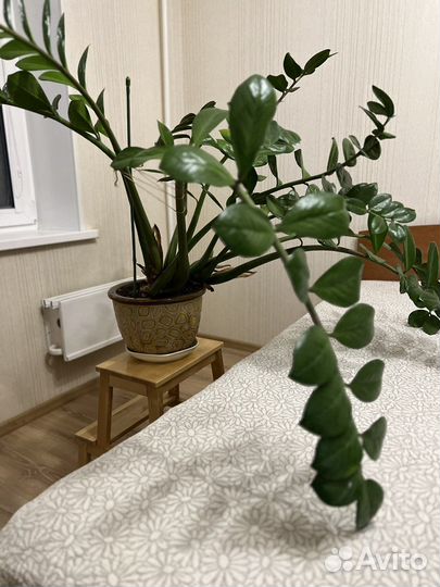 Замиокулькас