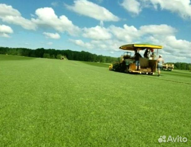 Рулонный газон