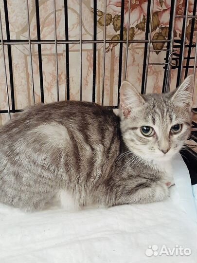 Кошка в дар бесплатно