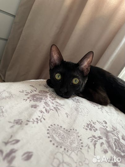 Гостиница для животных