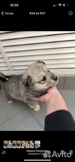 Щенок в добрые руки бесплатно