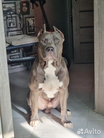 Американский булли XL вязка