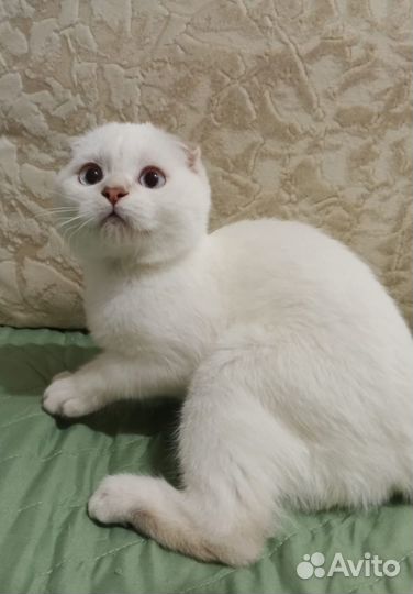 Шотландский котик