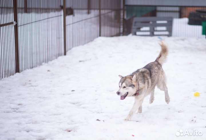 Собака в добрые руки
