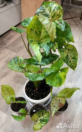 Сингониумы