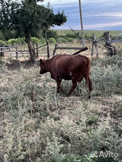 Коровы дойные