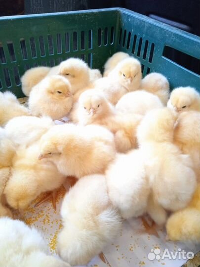 Петушки суточные