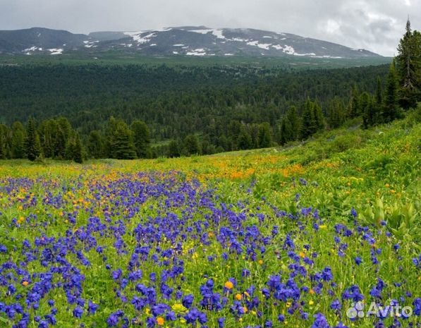Мед 2024 года натуральный оптом