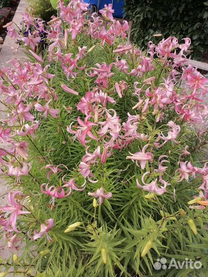 Лилии луковицы