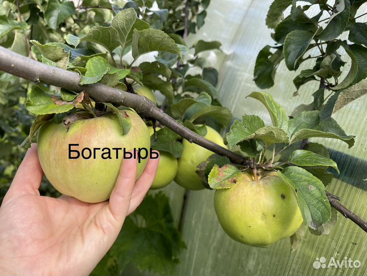 Яблоки и груши со своего огорода