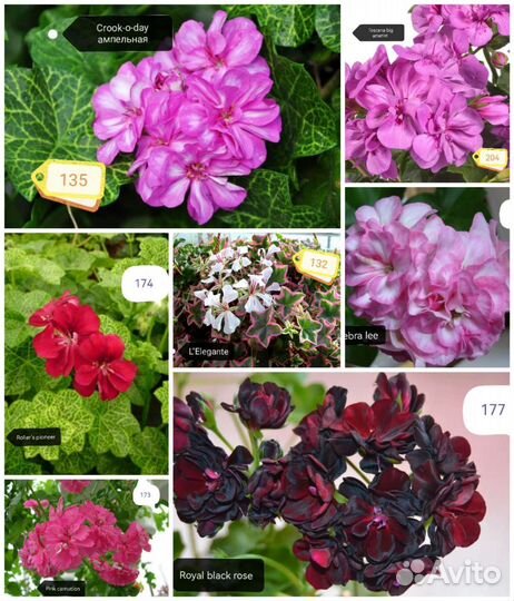 Ампельная пеларгония (герань)