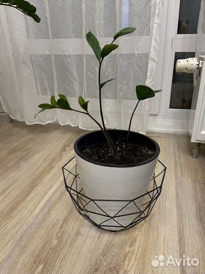 Замиокулькас