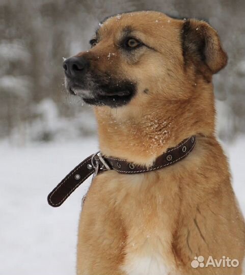 Собаки бесплатно
