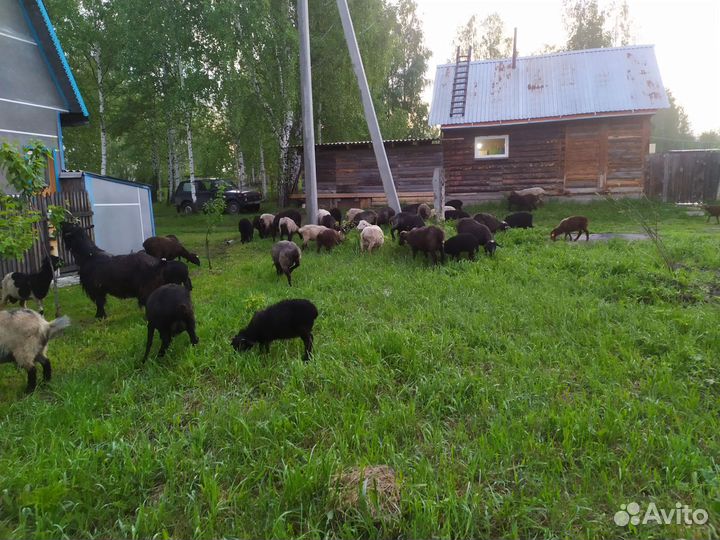 Овцы бараны ягнята