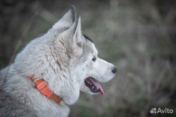 Сибирский хаски, девочка