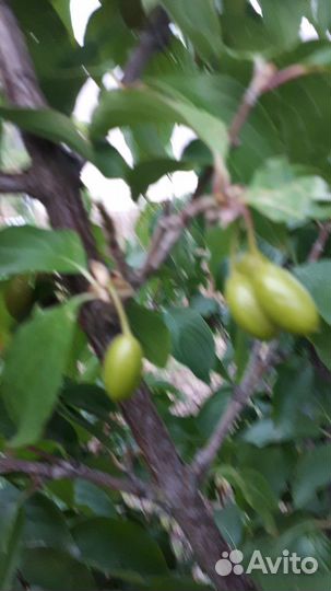 Лучшие сорта из рук в руки