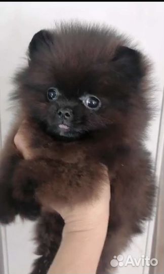 Померанский шпиц