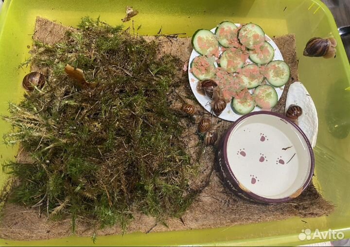 Ахатинские улитки бесплатно