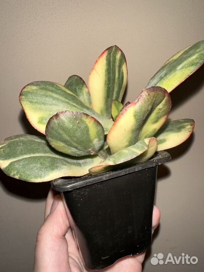 Редкие крассулы крассула Blue Bird var