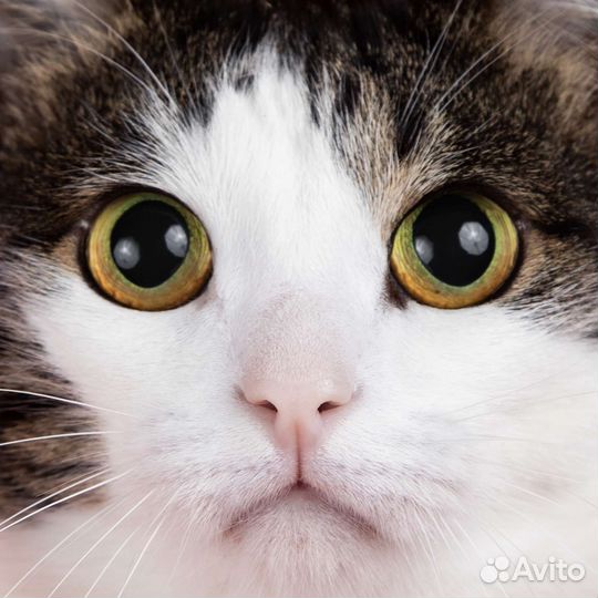 Кот в добрые руки