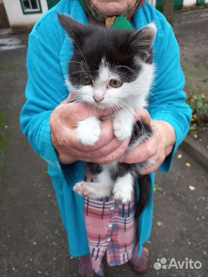 Кошки в добрые руки бесплатно