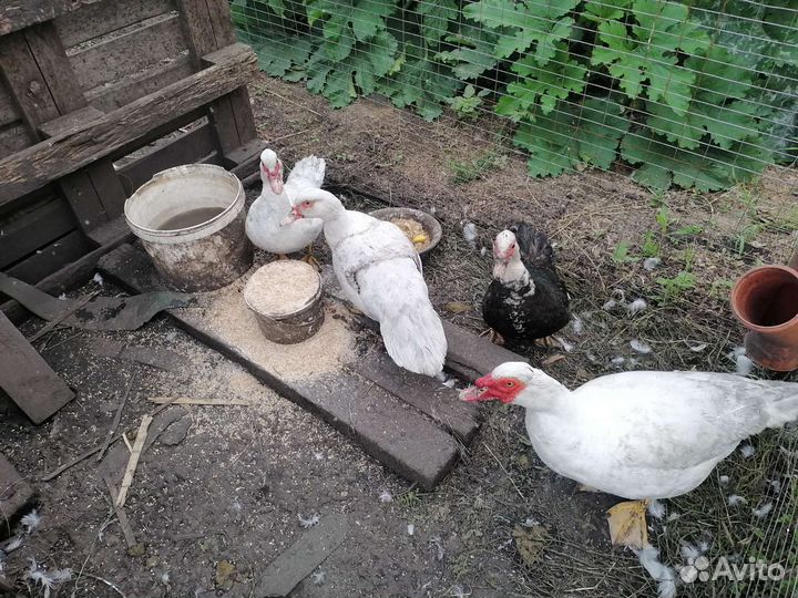 Мускусные утки