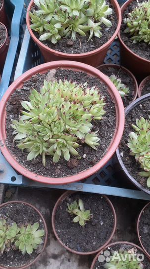 Молодило каменная роза