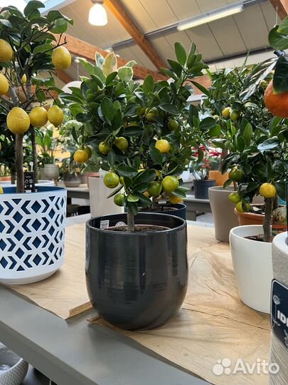 Цитрус Каламандин